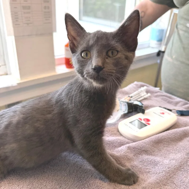 A baby medium-sized male Gray / Blue / Silver Domestic Short Hair cat named Lake for adoption in East Smithfield , PA
