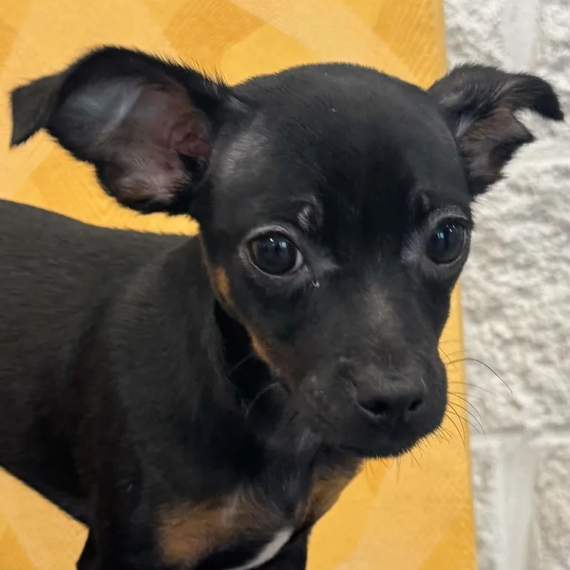 A baby small-sized male Chihuahua dog named Crocus for adoption in Danbury, CT