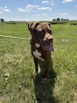 An adult medium-sized female Mixed Breed dog named Mrs.Smith for adoption in Columbus, IN