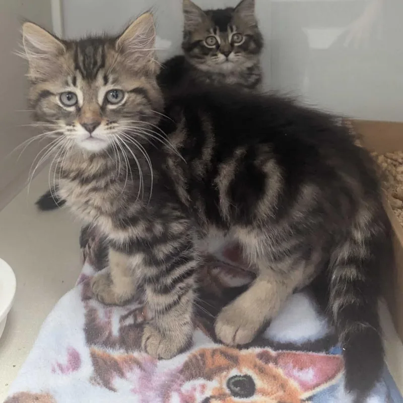 A baby small-sized female Brown / Chocolate Domestic Medium Hair cat named Alessandra for adoption in Sunnyvale, CA