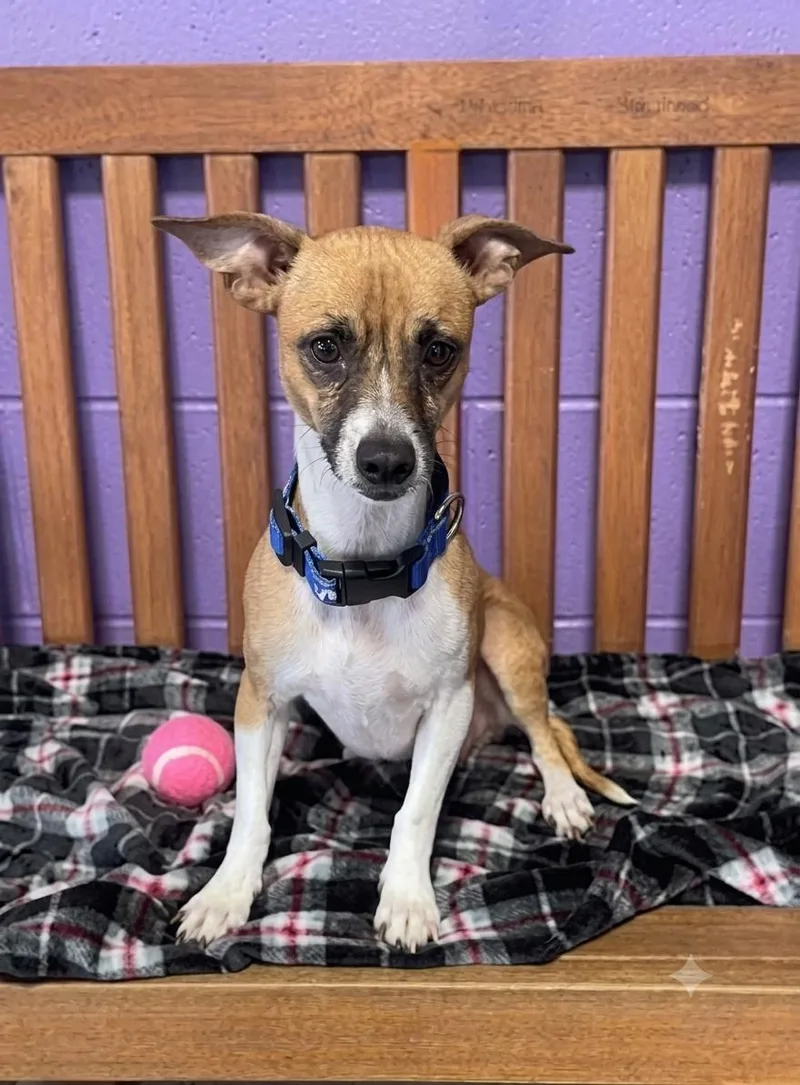 An adult small-sized female Terrier dog named Marme for adoption in North Prairie, WI