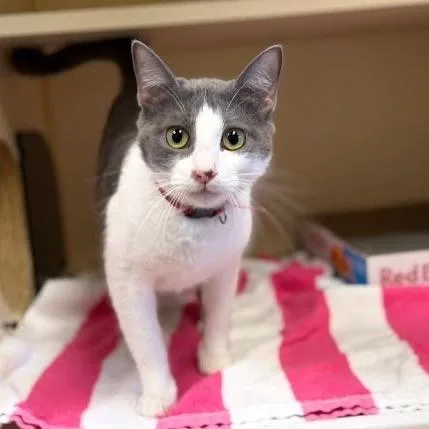 A young medium-sized female Gray / Blue / Silver Domestic Short Hair cat named Bubble Blower for adoption in Austin, TX