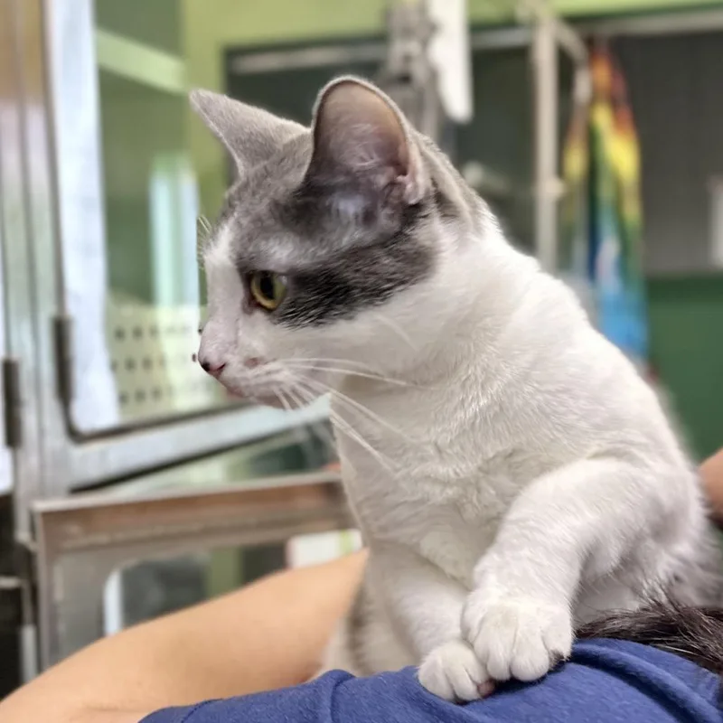 Bubble Blower thumbnail 3