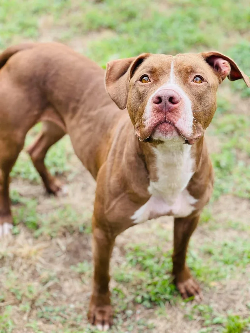 An adult medium-sized female Pit Bull Terrier dog named AC "Freya" for adoption in Conyers, GA
