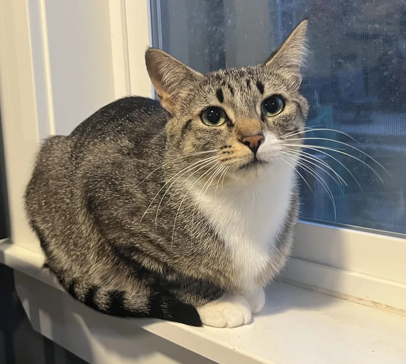 A young medium-sized female Tabby (Brown / Chocolate) Domestic Short Hair cat named Mena and Jade for adoption in Rochester, WA