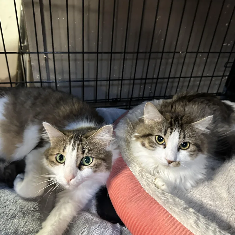 Lucy And Ella thumbnail 2