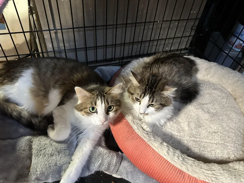 Lucy And Ella thumbnail 3