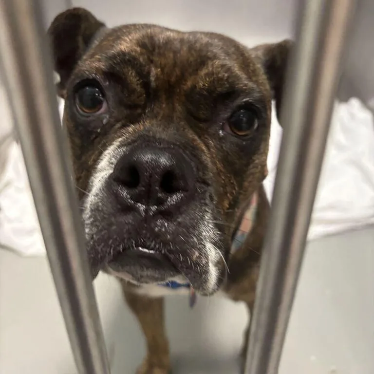 An adult medium-sized female Mixed Breed dog named Juicy for adoption in Davenport, IA