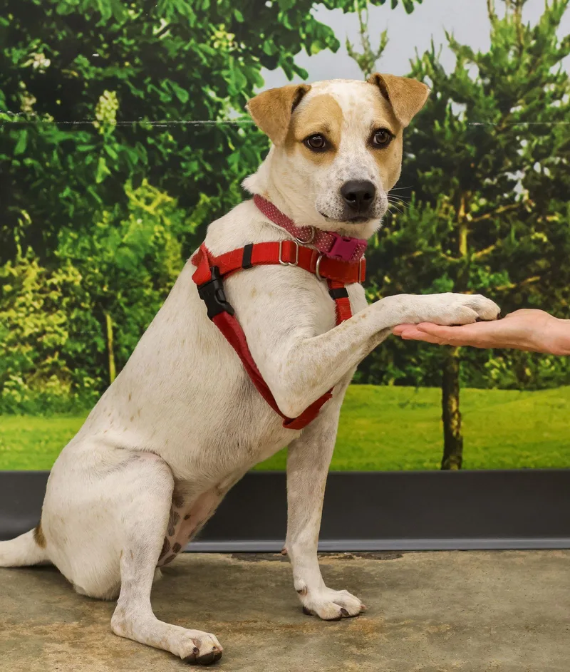 Sugar Plum thumbnail 3