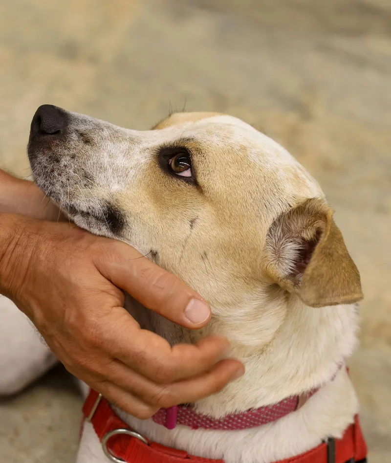 Sugar Plum thumbnail 4