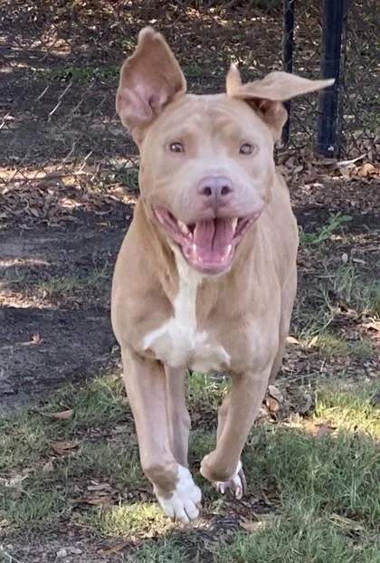 An adult large-sized female Pit Bull Terrier dog named Firefly for adoption in Conway, SC