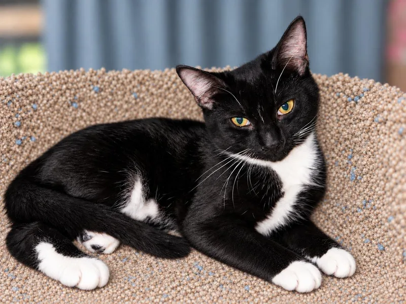 A baby medium-sized male Tuxedo cat named Emilio for adoption in Fresno, CA