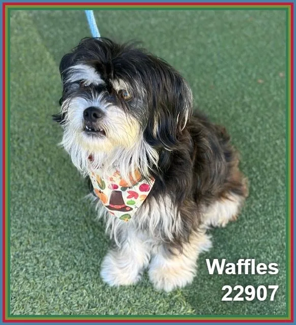 An adult small-sized male Terrier dog named Waffles for adoption in Marietta, GA