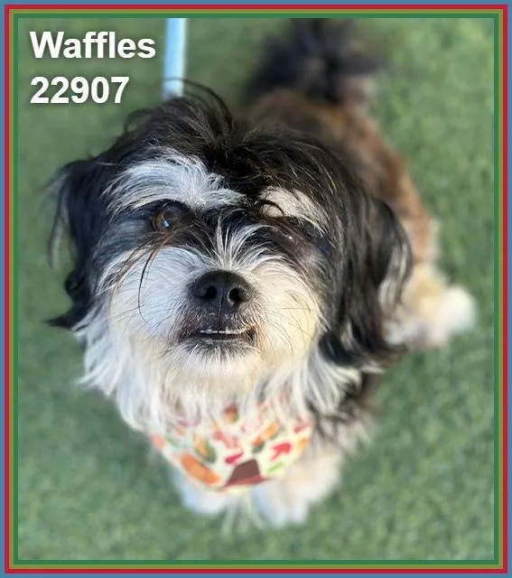 Waffles thumbnail 3