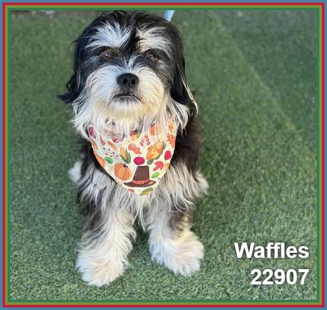 Waffles thumbnail 5
