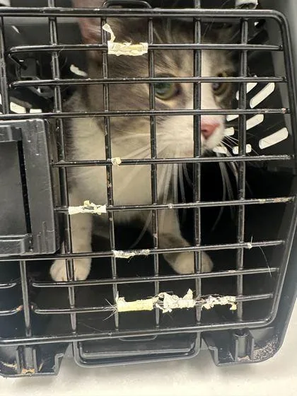 An adult medium-sized male Gray / Blue / Silver Domestic Short Hair cat named Hey You for adoption in Kansas City, MO
