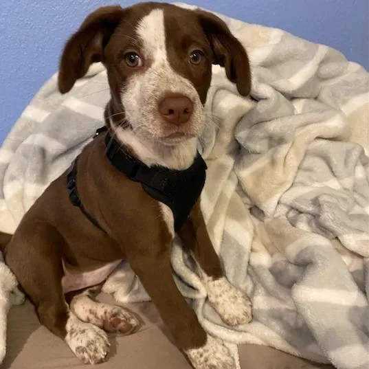 A baby small-sized female Labrador Retriever dog named Josie for adoption in Corpus Christi, TX