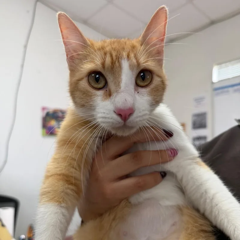 A young medium-sized female White Domestic Short Hair cat named Miso for adoption in Edinburg, TX