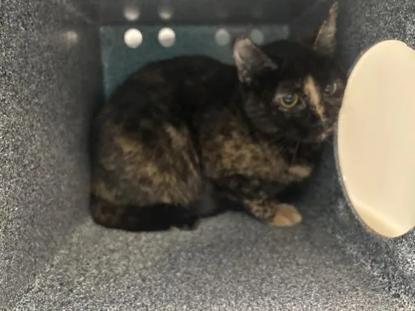 Mystery Shopper thumbnail 2