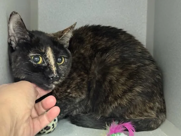 Mystery Shopper thumbnail 3