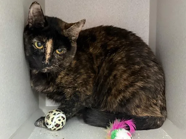 Mystery Shopper thumbnail 4