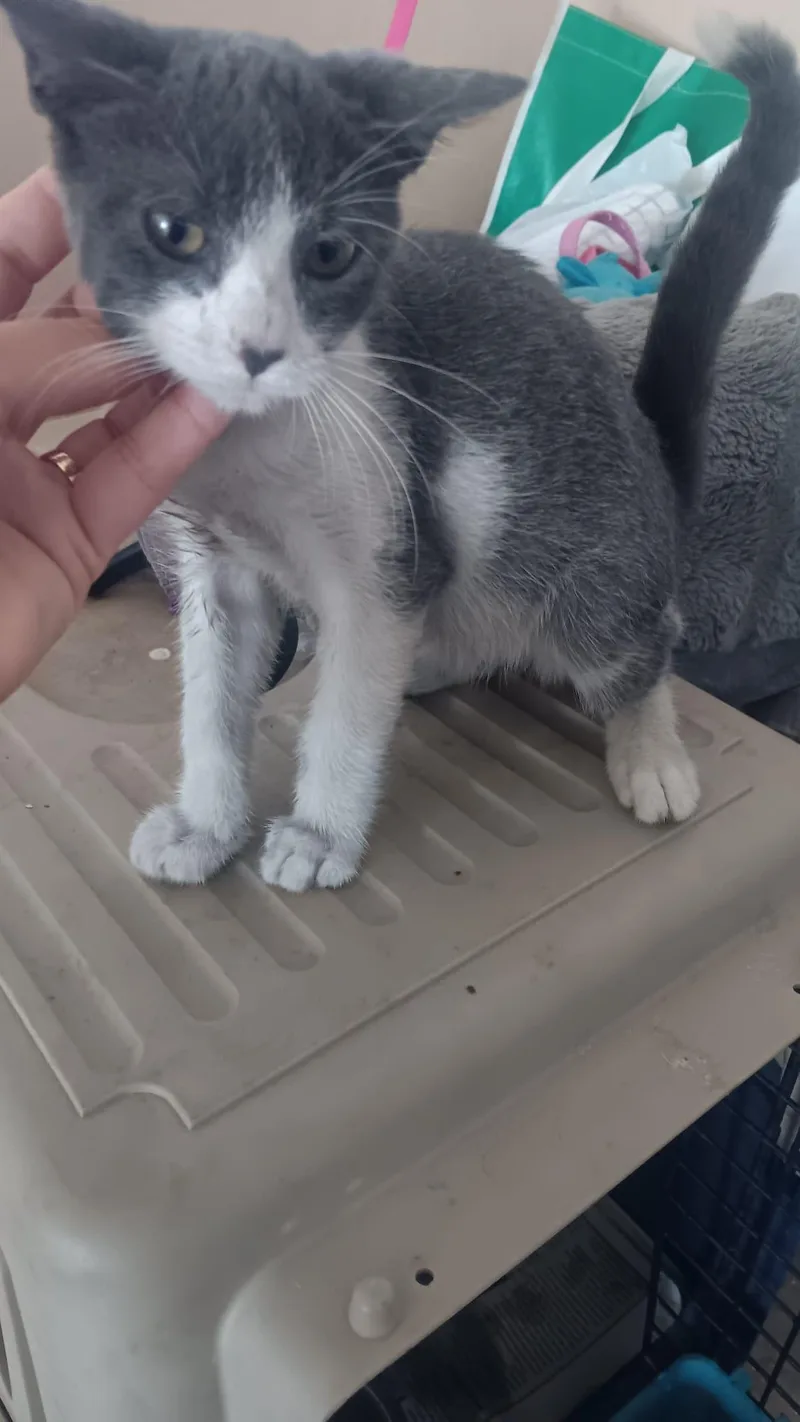 A baby medium-sized male Domestic Short Hair cat named Spirit for adoption in Franklin, MA