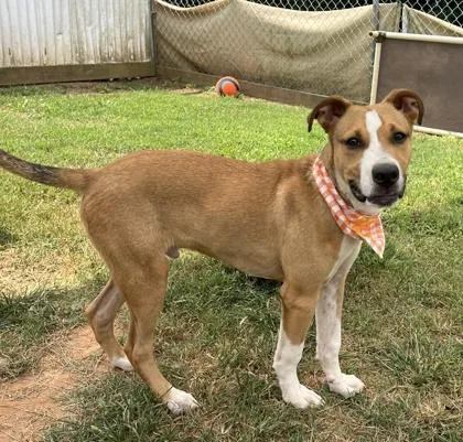 A baby medium-sized male Mixed Breed dog named Comanchi $ for adoption in Seneca, SC