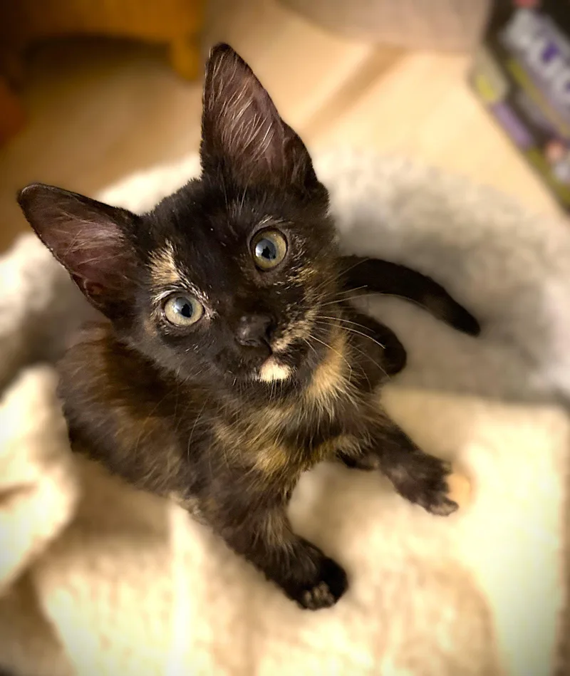 A baby medium-sized female Tortoiseshell cat named Chopper for adoption in Fort Myers, FL
