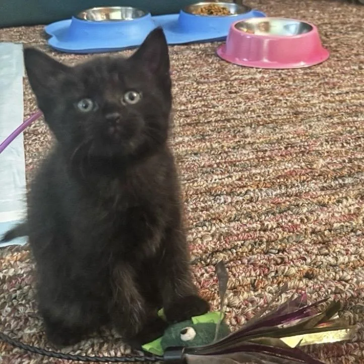 A baby small-sized female Black Domestic Short Hair cat named Starling for adoption in Middleburg Heights , OH