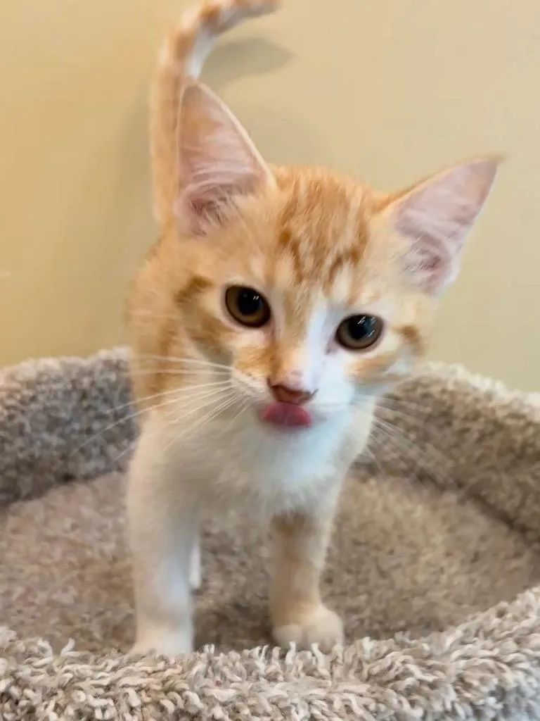 A baby small-sized female Domestic Short Hair cat named Sapphire for adoption in Little Rock, AR