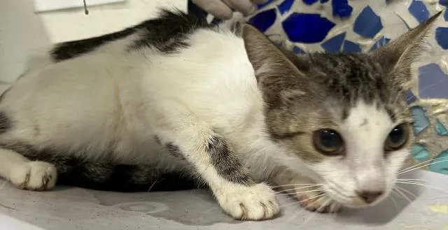 A young medium-sized female Domestic Short Hair cat named Mauve for adoption in Pensacola, FL