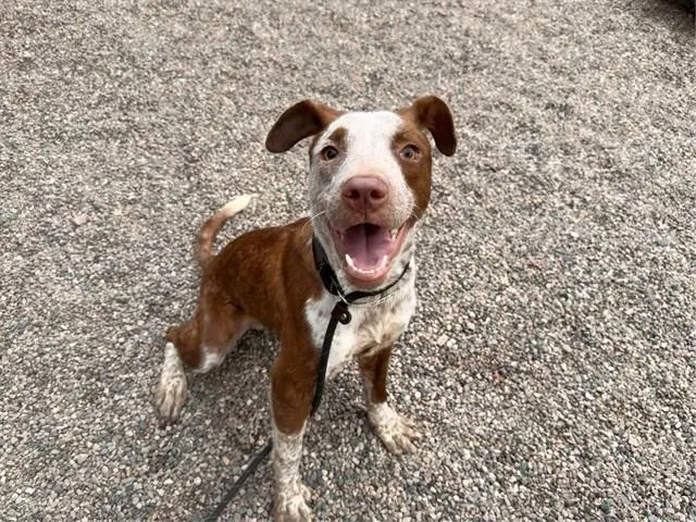 A young large-sized male Australian Kelpie dog named Jelly Bean for adoption in Mesa, AZ