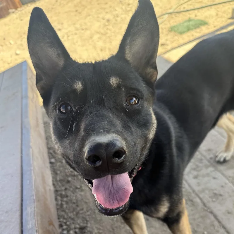 An adult medium-sized male Australian Kelpie dog named Hudson for adoption in Stagecoach, NV