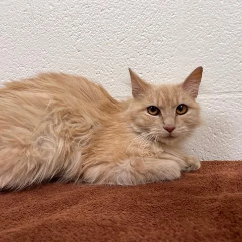 An adult medium-sized female Buff / Tan / Fawn Domestic Medium Hair cat named Sandy for adoption in Lyndhurst, VA