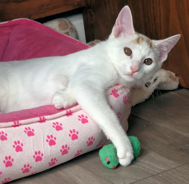 A baby medium-sized male Orange & White Domestic Short Hair cat named Michelangelo for adoption in Cincinnati, OH