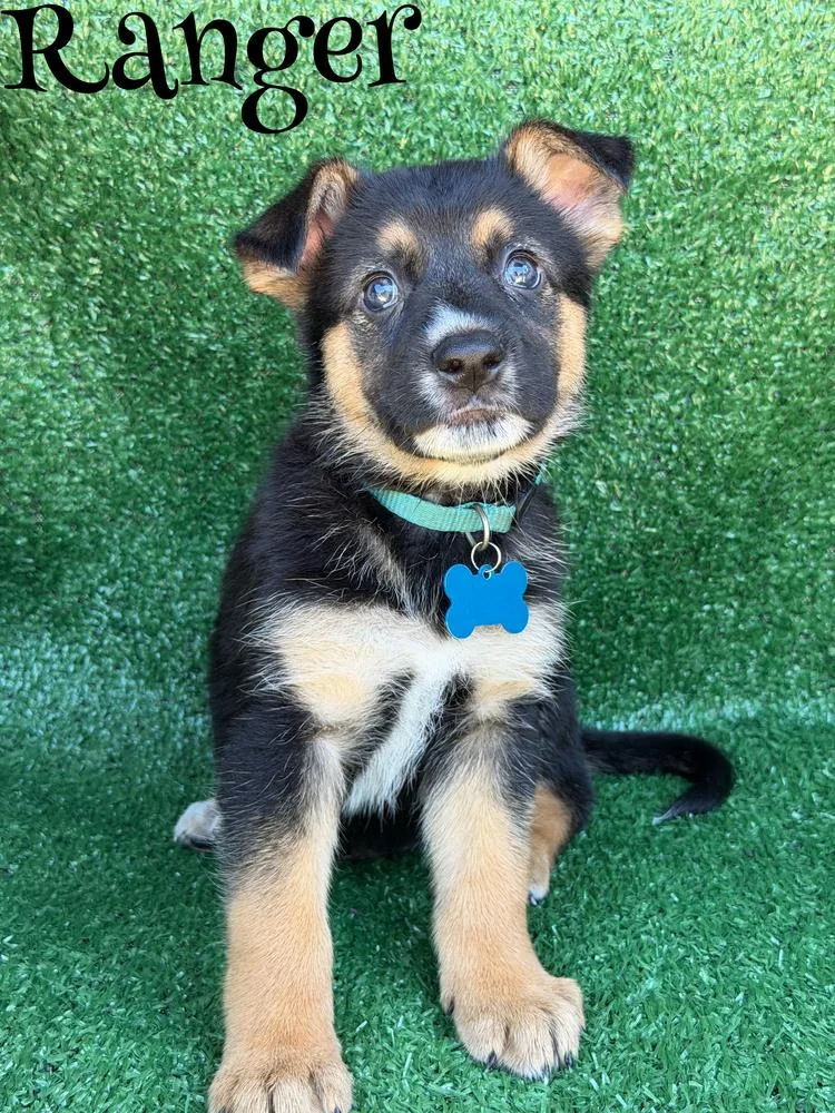 A baby large-sized male Brown / Chocolate German Shepherd Dog dog named Ranger for adoption in Pleasant Hill, CA
