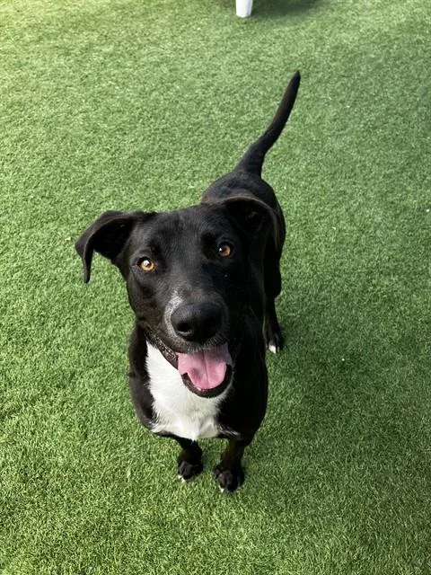 An adult large-sized male Mixed Breed dog named Roky for adoption in Dallas, TX