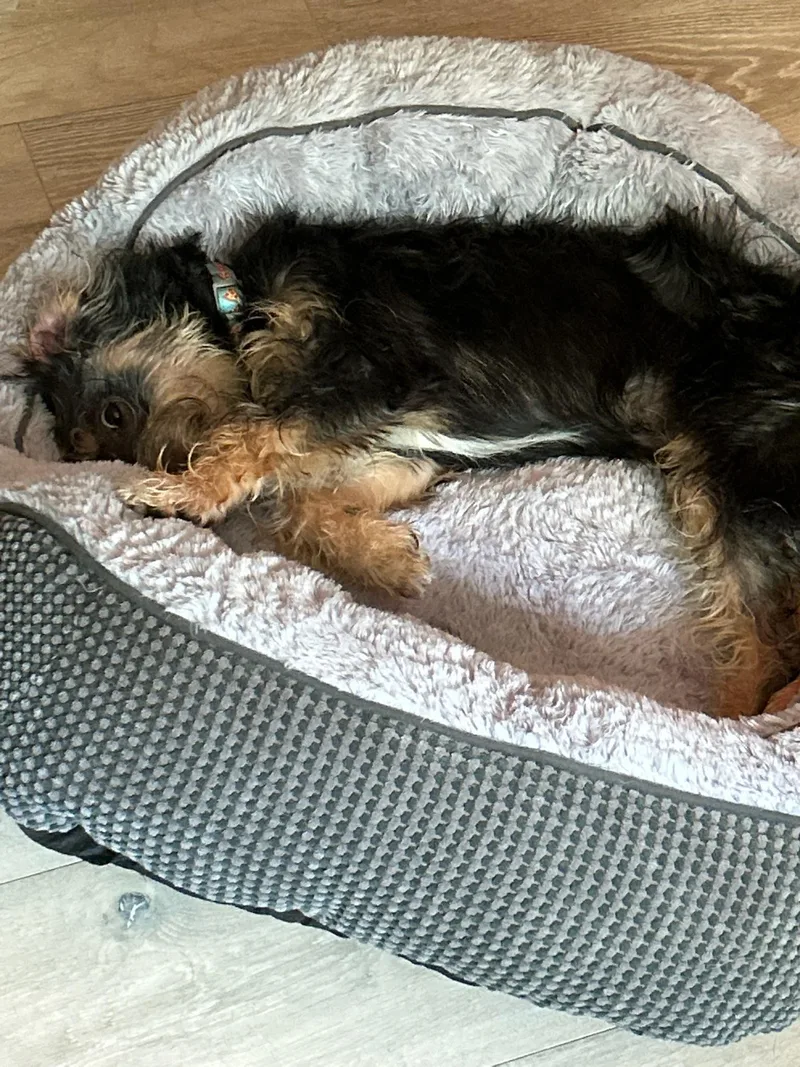A young small-sized male Black Terrier dog named ZiggyCOMING SOON for adoption in Nashville, TN