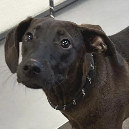 An adult medium-sized male Labrador Retriever dog named Gus for adoption in Phoenix, AZ