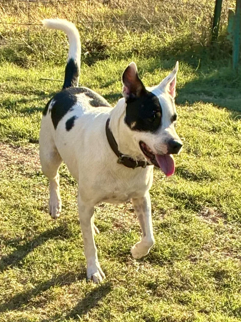 Sunshine Urgent thumbnail 3