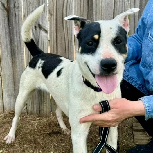 Sunshine Urgent thumbnail 4