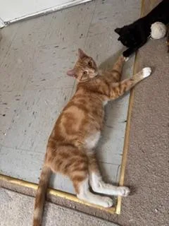 An adult medium-sized female Orange & White Domestic Short Hair cat named Blossom for adoption in Greensboro, NC