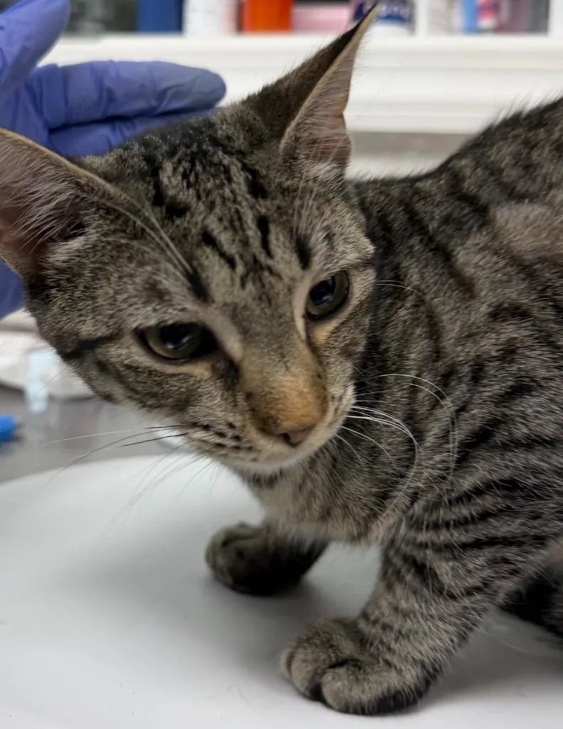 A baby medium-sized male Domestic Short Hair cat named Tostito for adoption in Pomona, NY