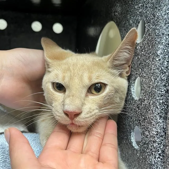 A baby small-sized male Domestic Short Hair cat named Reggie for adoption in Naples, FL