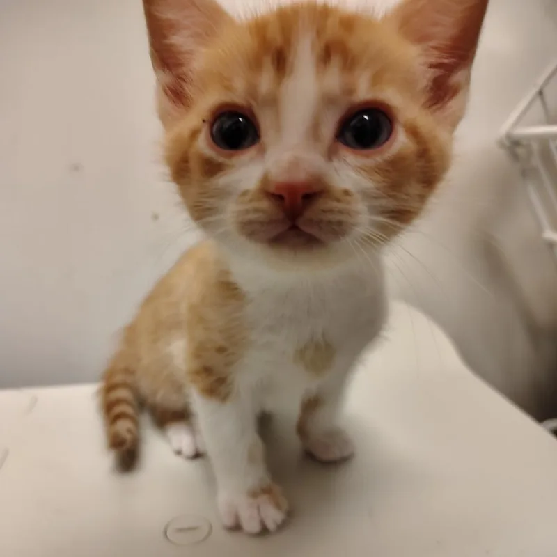 A baby small-sized female Orange / Red Domestic Short Hair cat named Tulip for adoption in Coos Bay, OR