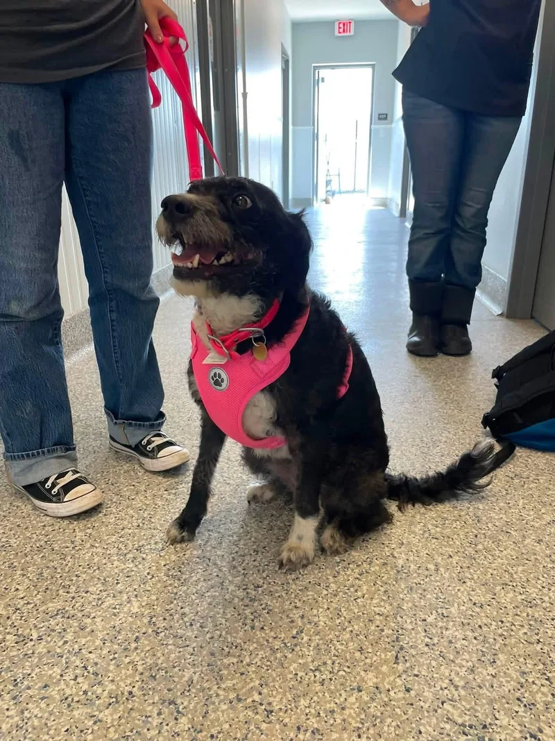 An adult medium-sized female Border Collie dog named Trixie for adoption in Prineville, OR