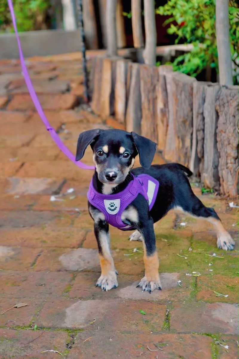A baby small-sized female Dachshund dog named Button for adoption in San Diego, CA