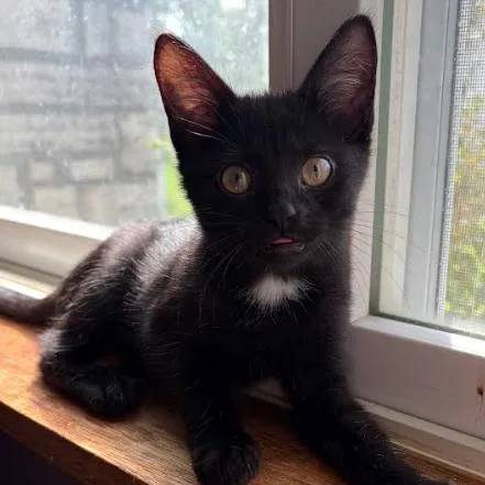 A baby small-sized female Black Domestic Short Hair cat named Jade for adoption in Coralville, IA