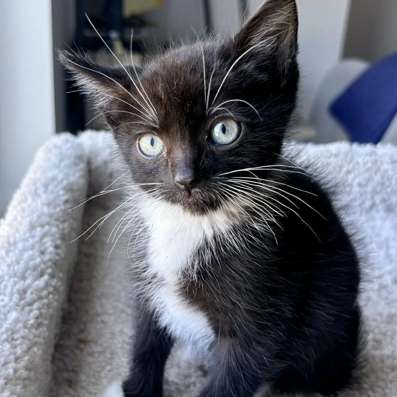 A baby small-sized male Black Domestic Short Hair cat named Soxsy for adoption in Tacoma, WA