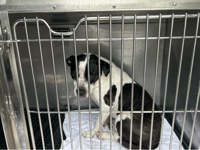 A senior large-sized female Mixed Breed dog named Indy for adoption in West Palm Beach, FL